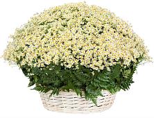 Цветочная композиция из Ромашки в корзине #REPLACE_PRED# Пыталово